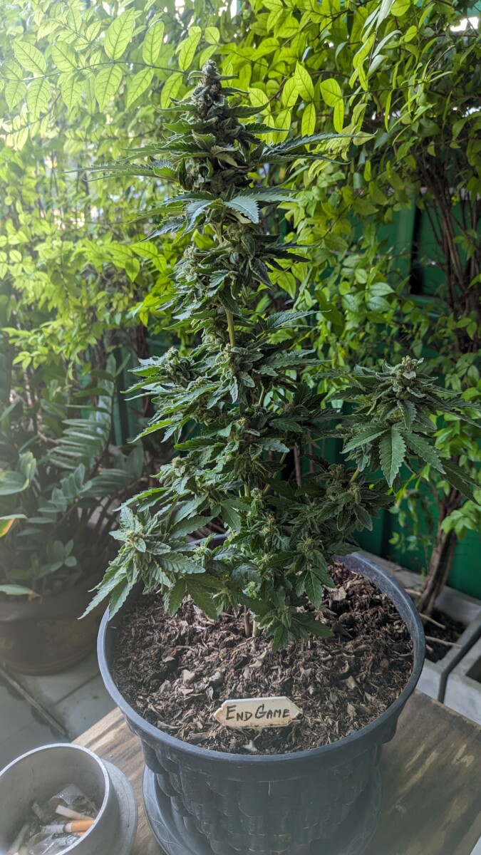 次にやりたいことが見つかった。悟りを開く。