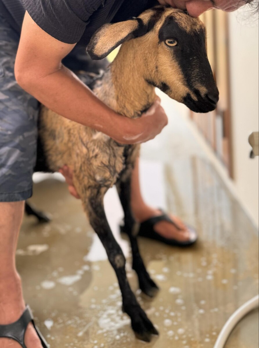 本、出版しました。幸せの青い鳥。20240331