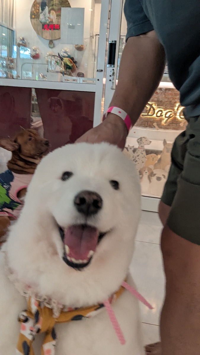 地震あり。少し遠出。3箇所を回る。Dog'C Blog Felicita'