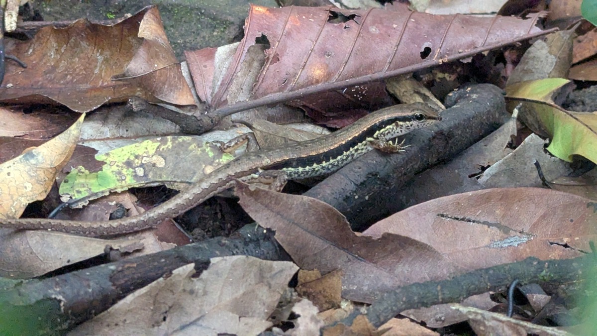 Streamside Skink - Sphenomorphus maculatus