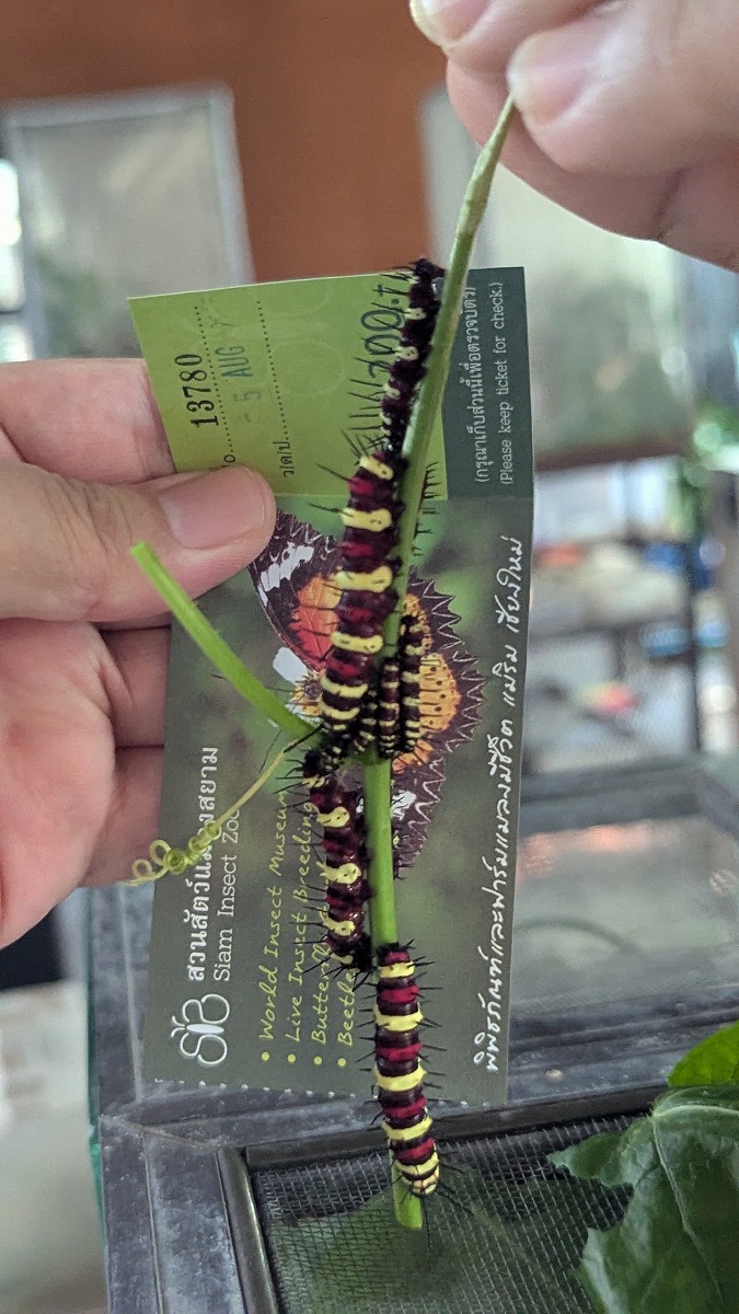 Cethosia cyane
