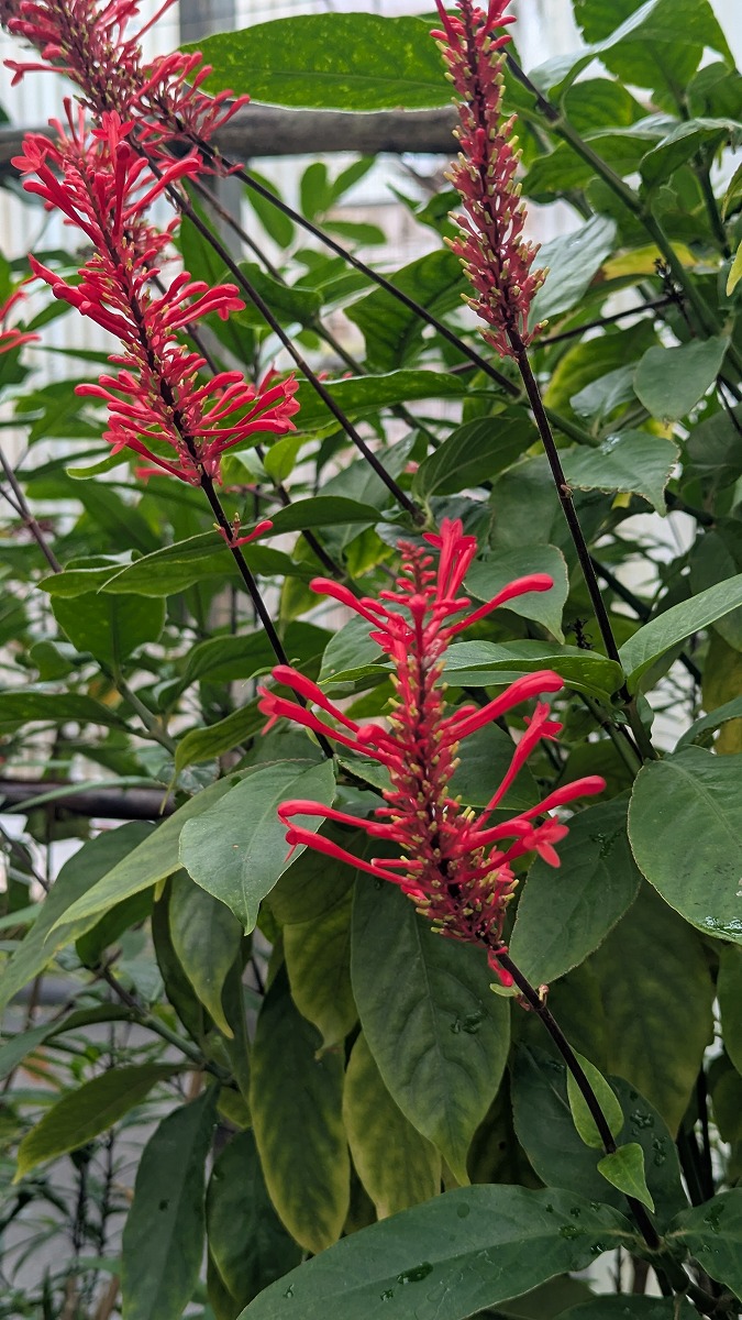 ベニツツバナ