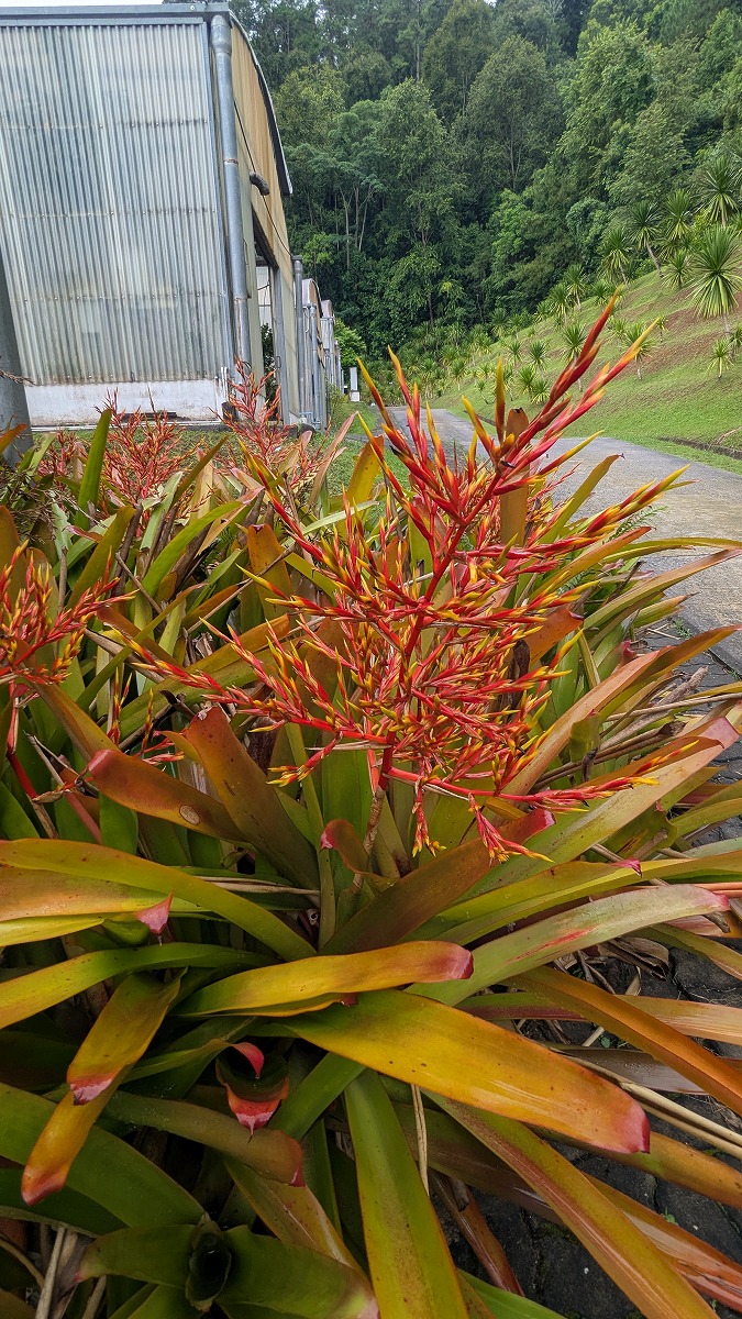 エクメア・ブランケティアナ
Aechmea blanchetiana