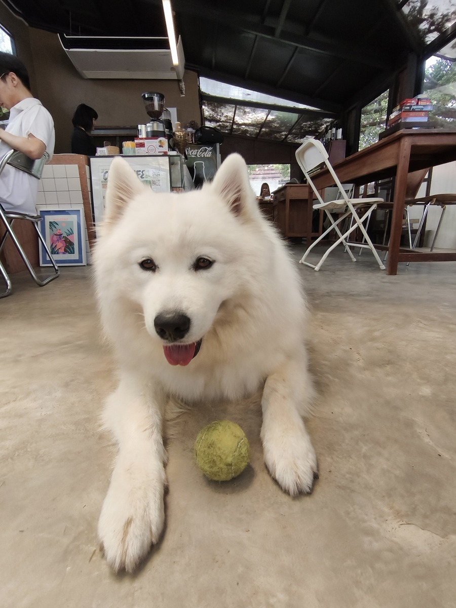 サモエドとたわむれる