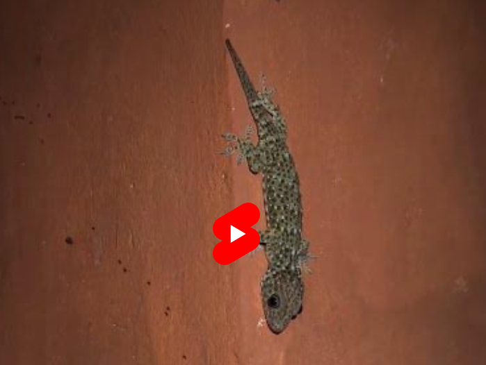 トッケイヤモリなど