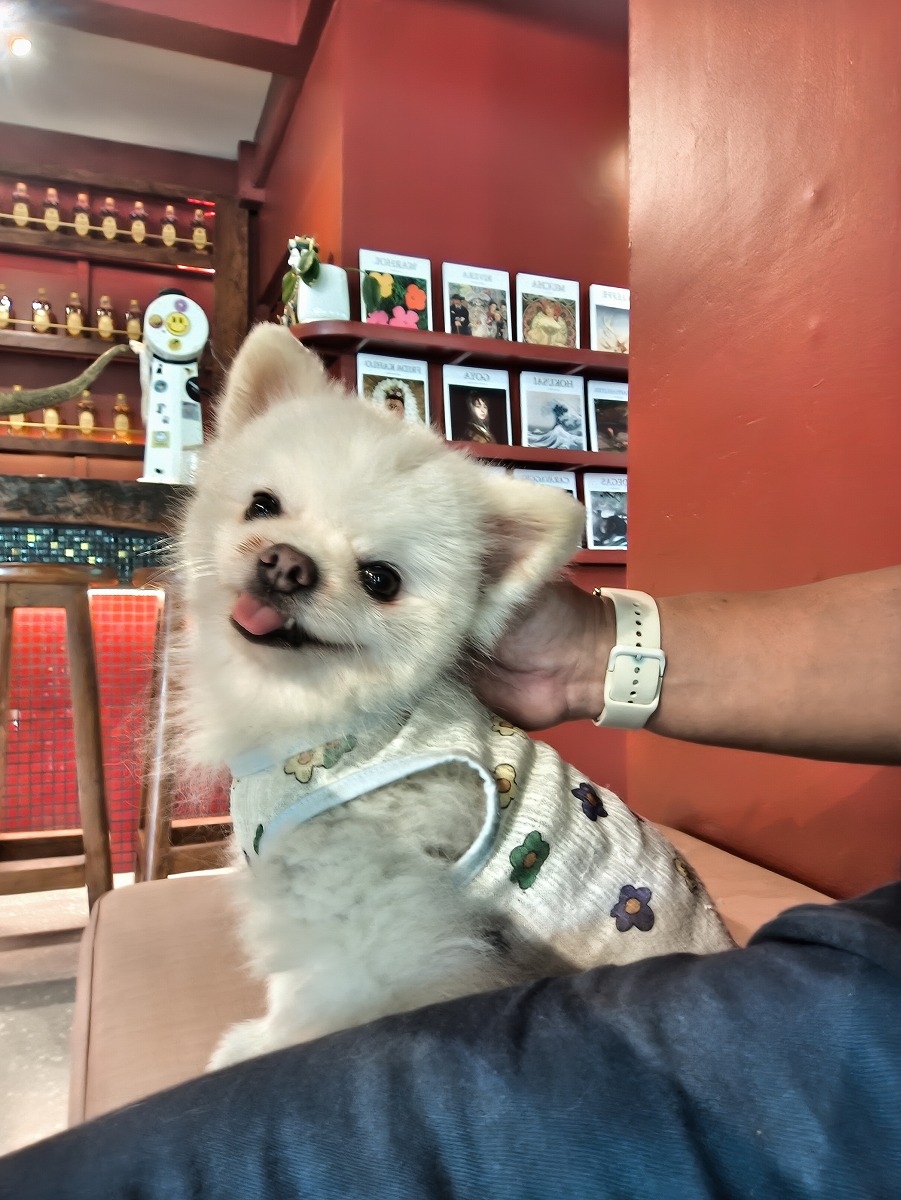 猫、犬ざんまい。