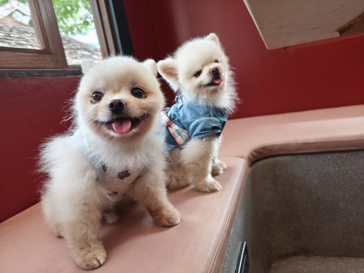 ワンコ欠乏症を補充