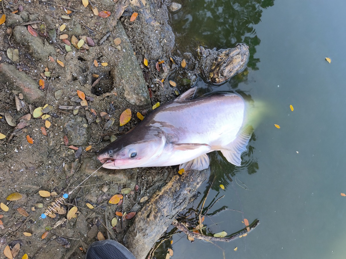 釣り三昧してきました