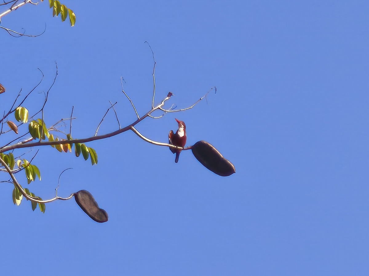 犬、猫、鳥の日々