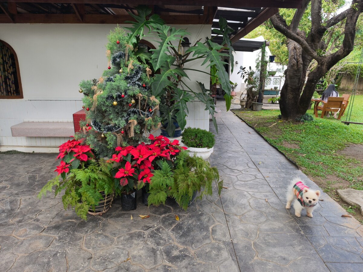 韓国人グループの話