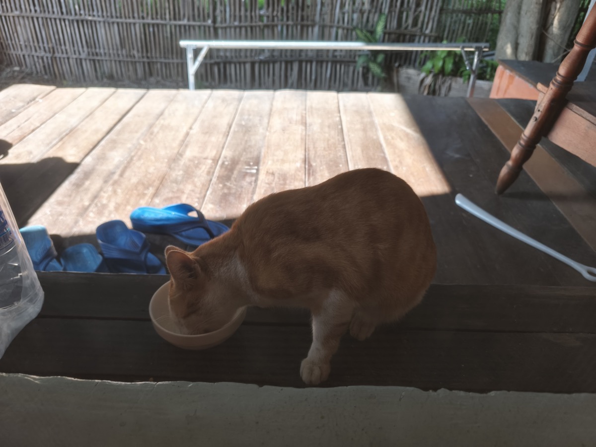 新たな猫が来店