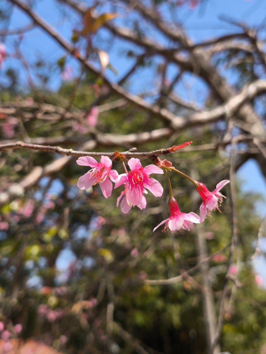 タイでも桜の花見できました!