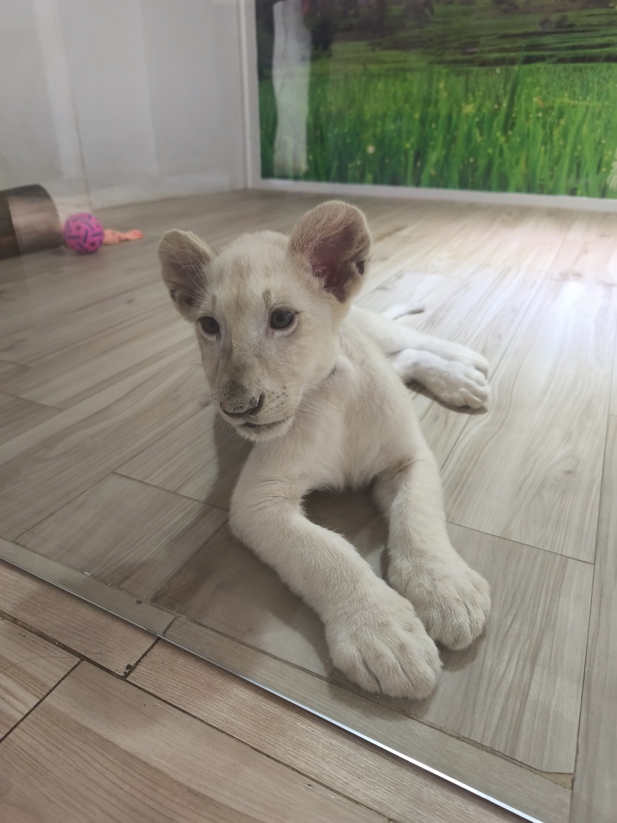 やはり風邪をひく。子ライオン見てきた。