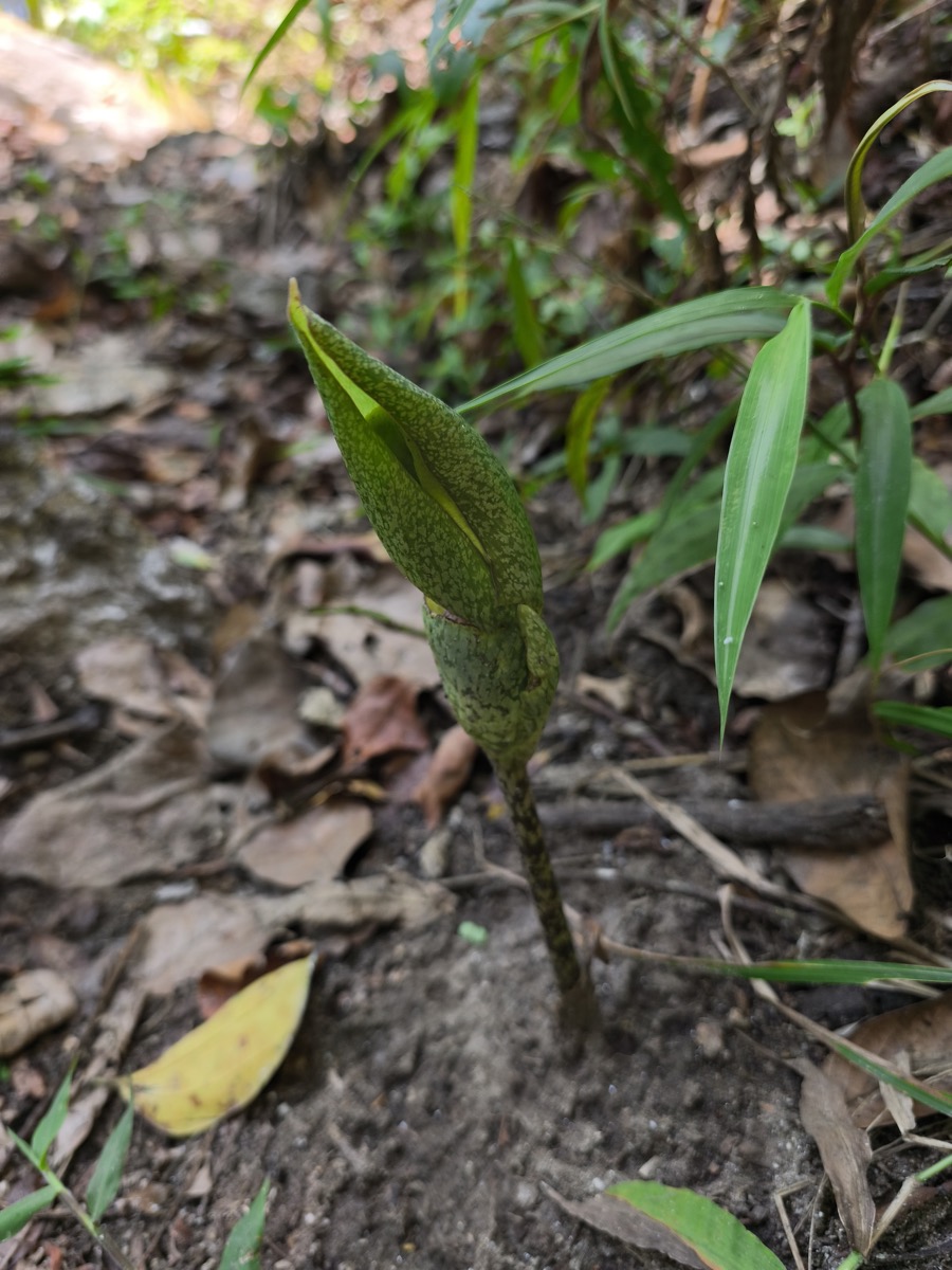 テンナンショウ