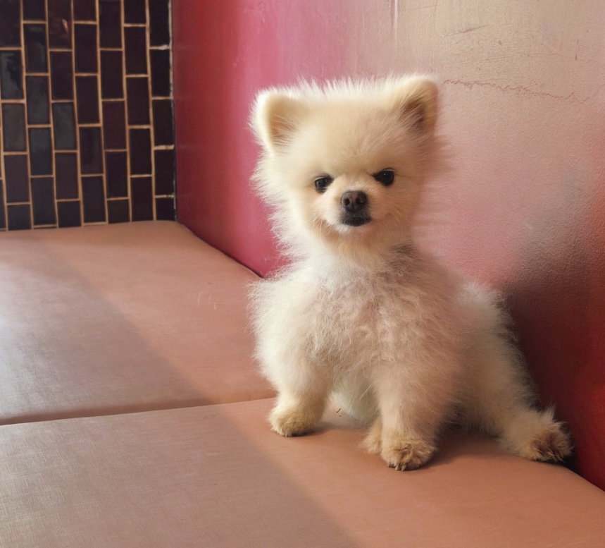 今日は高市首相の誕生日