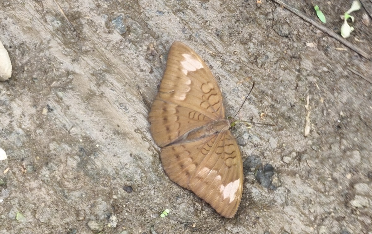 タナエキア・ユリイ
Tanaecia julii