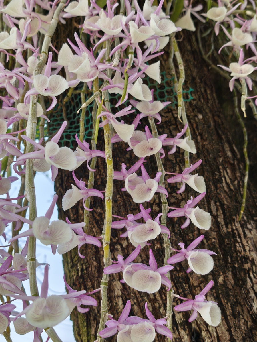 大雨で空気が澄んだ