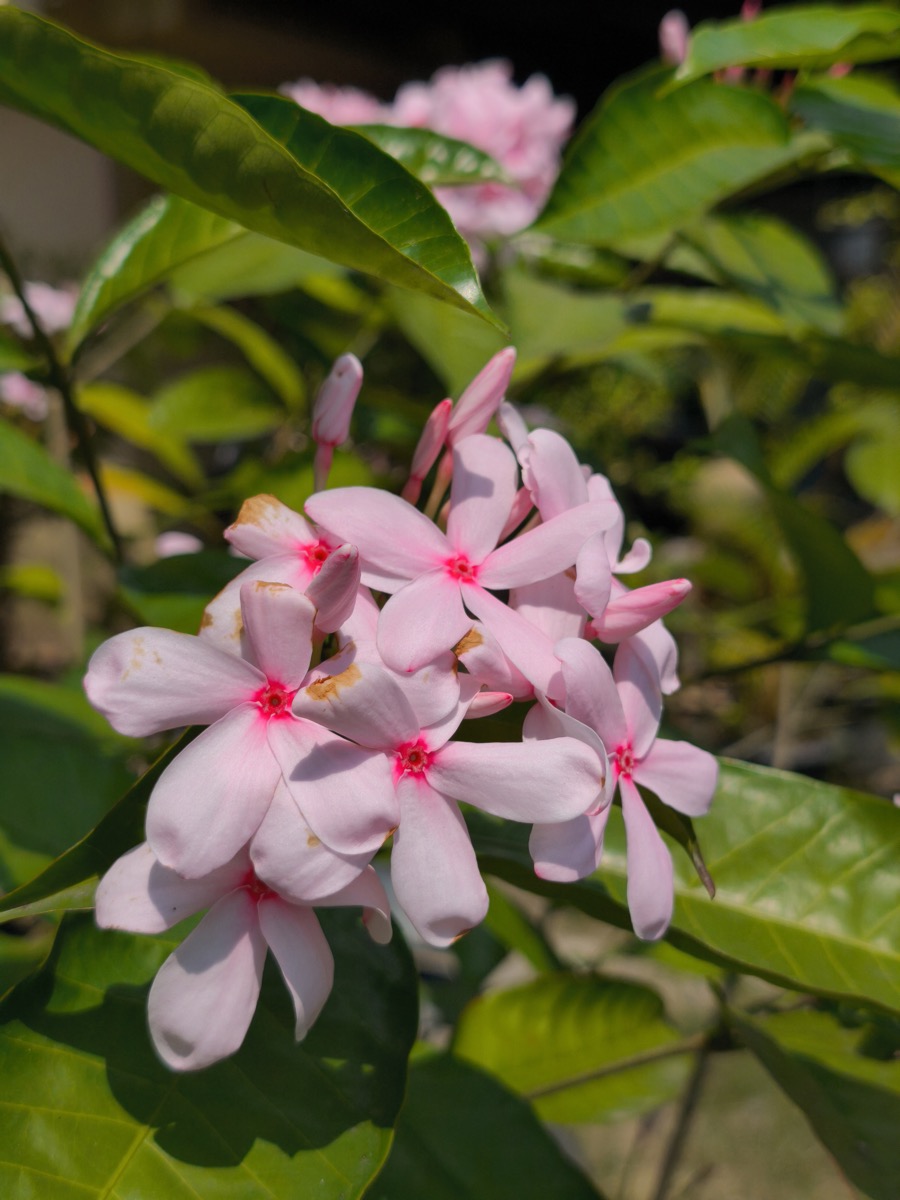 コプシア・フルティコサ