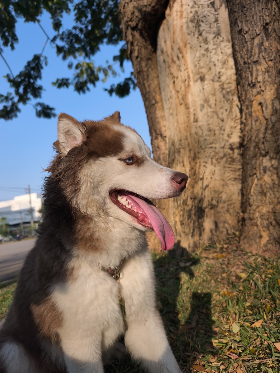 やはりガソリン売り切れ続出らしい