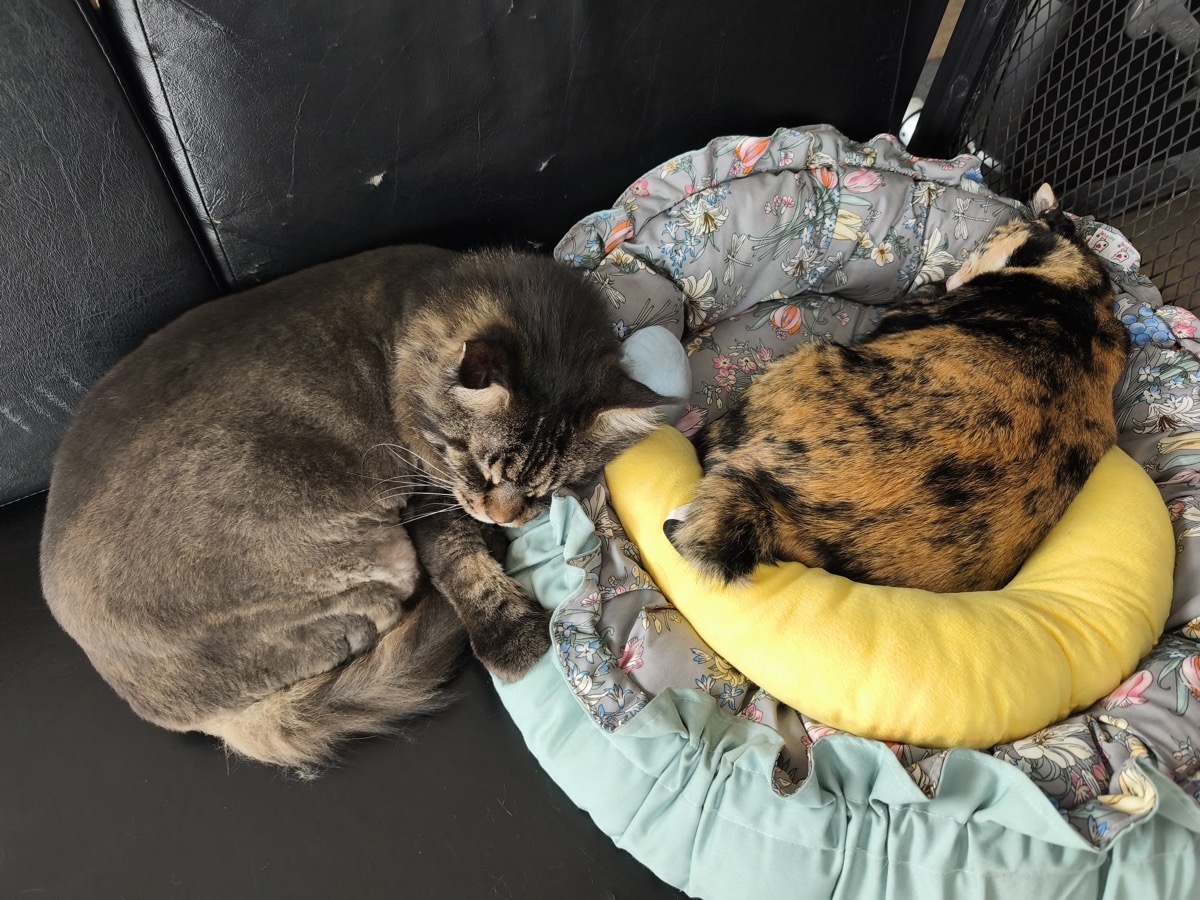 タイでも交通取り締まりがきつくなるのか/タイ人が日本のコンビニで購入前にカップ麺にお湯/量子力学