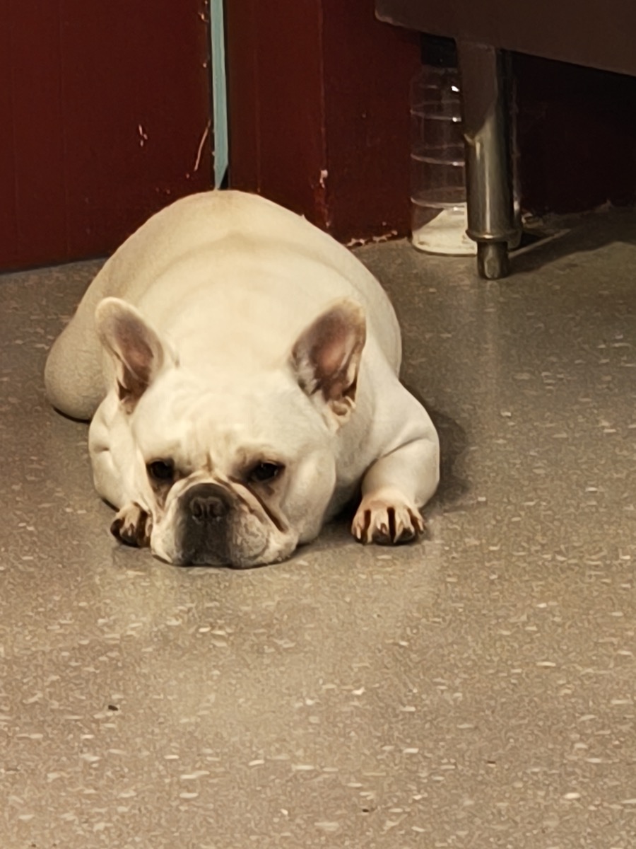 変わらぬ生活/Xiaomi/ポータブル電源