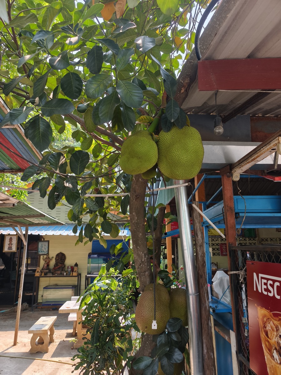 暑い/Google翻訳の進化/九条の大罪/AIで困る若者