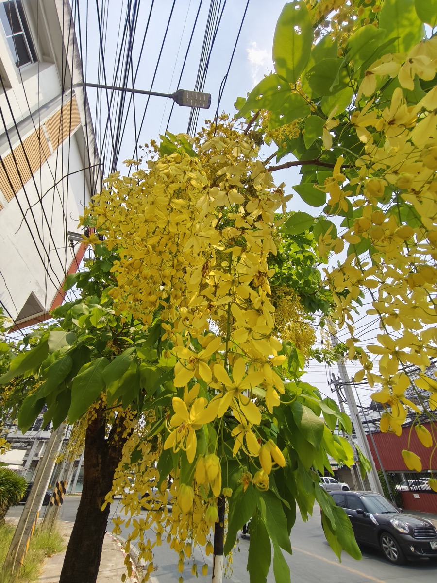 ガソリンよりディーゼルのほうが高い/痛風薬/孤独学