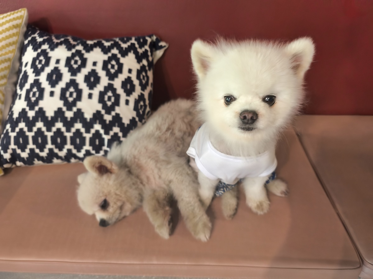 トッケイヤモリの鳴き声録音成功/さすがに水飲めよ