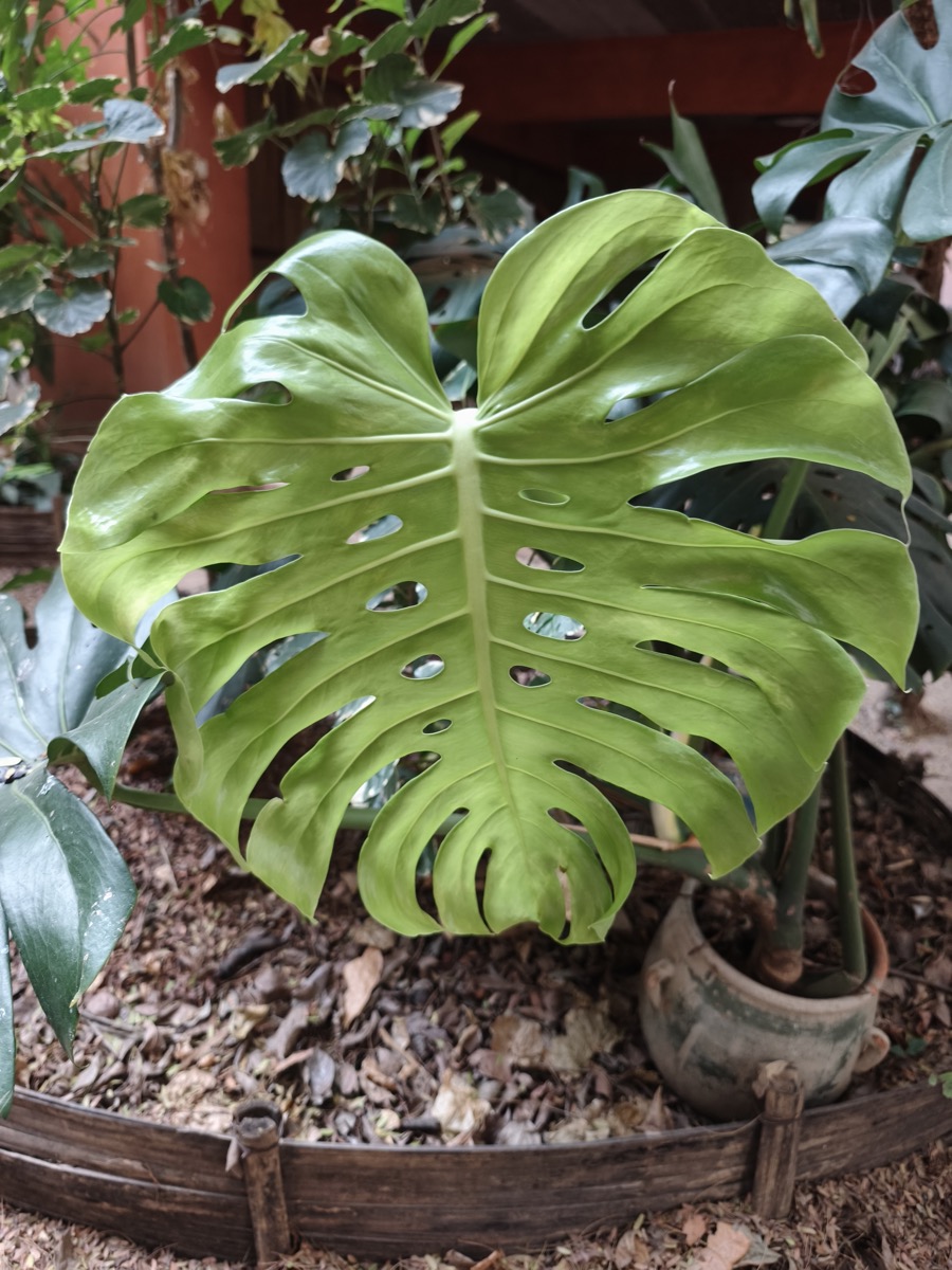 次のサブスクの断捨離が決まりました