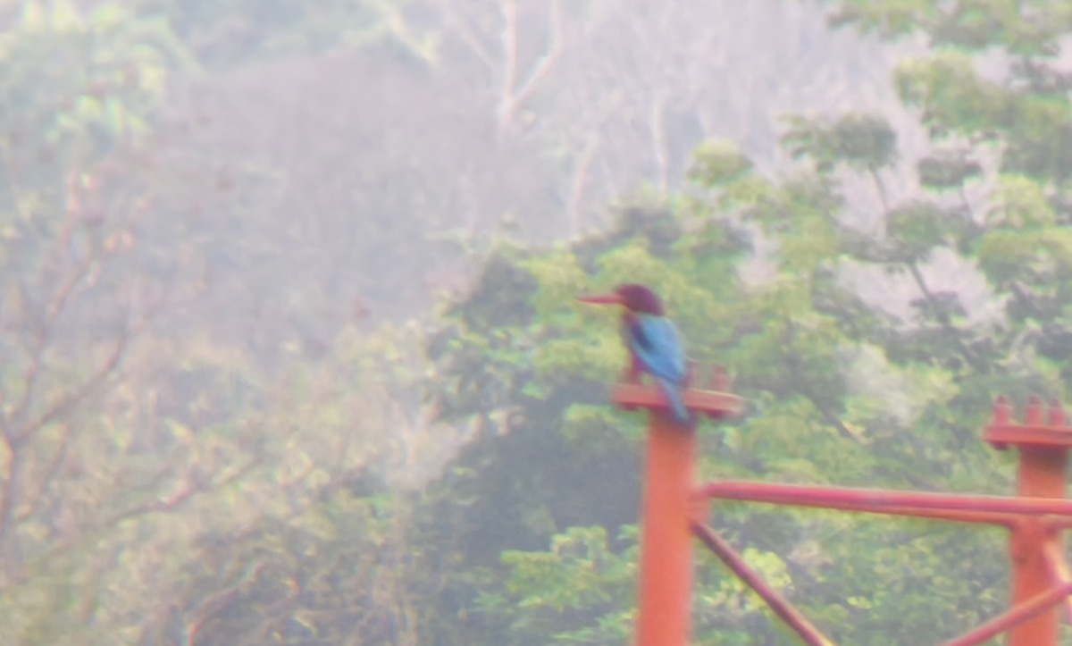 チェンマイのバードウォッチングはすごかった!