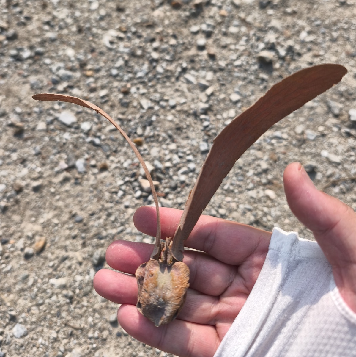 コーヒーやめてみる/スマートスピーカー/人生がつまらない本当の理由