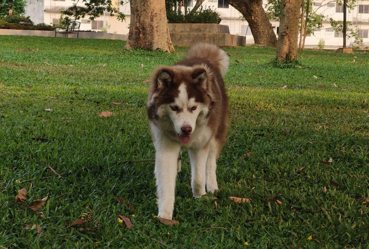今日も外をウォーキング