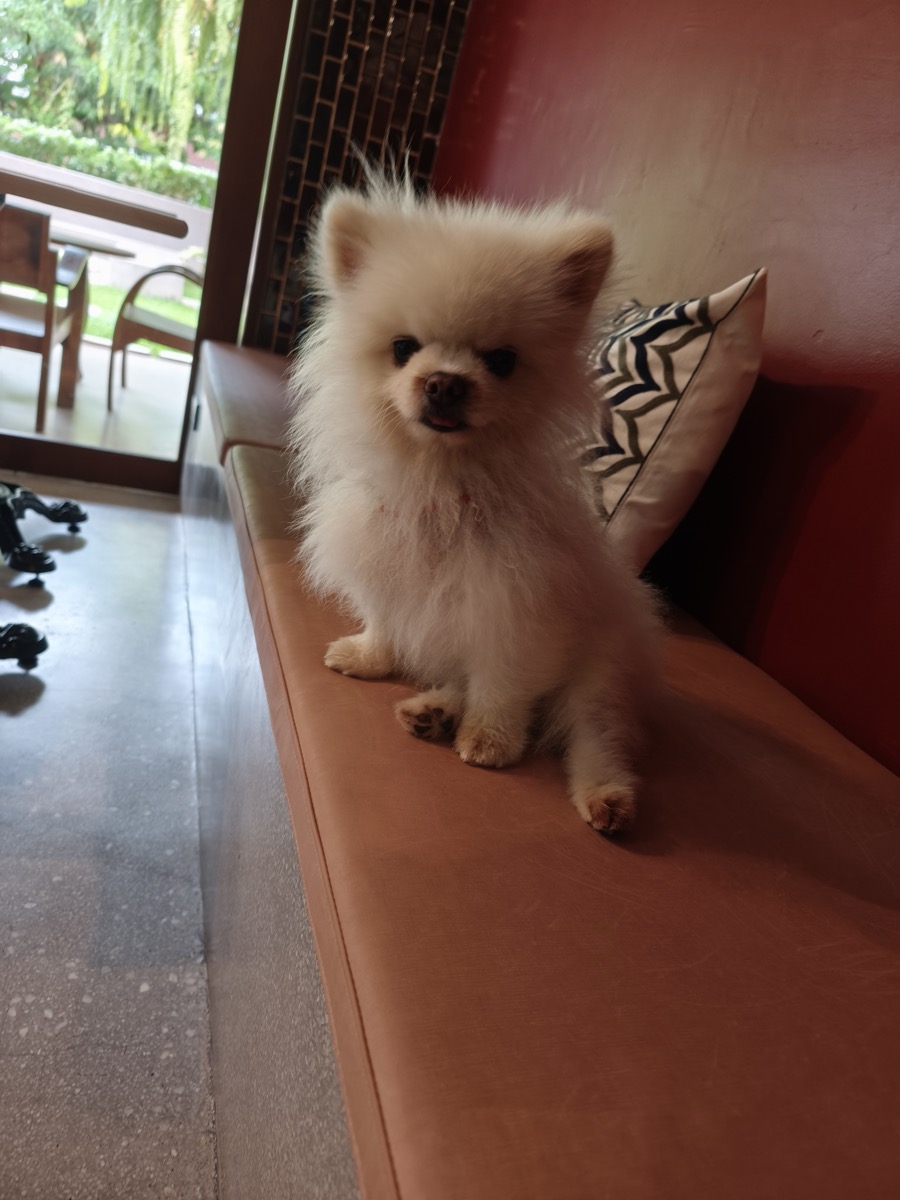 犬、猫オールスタッフ。引っ越し準備、サムライブルーになる!?