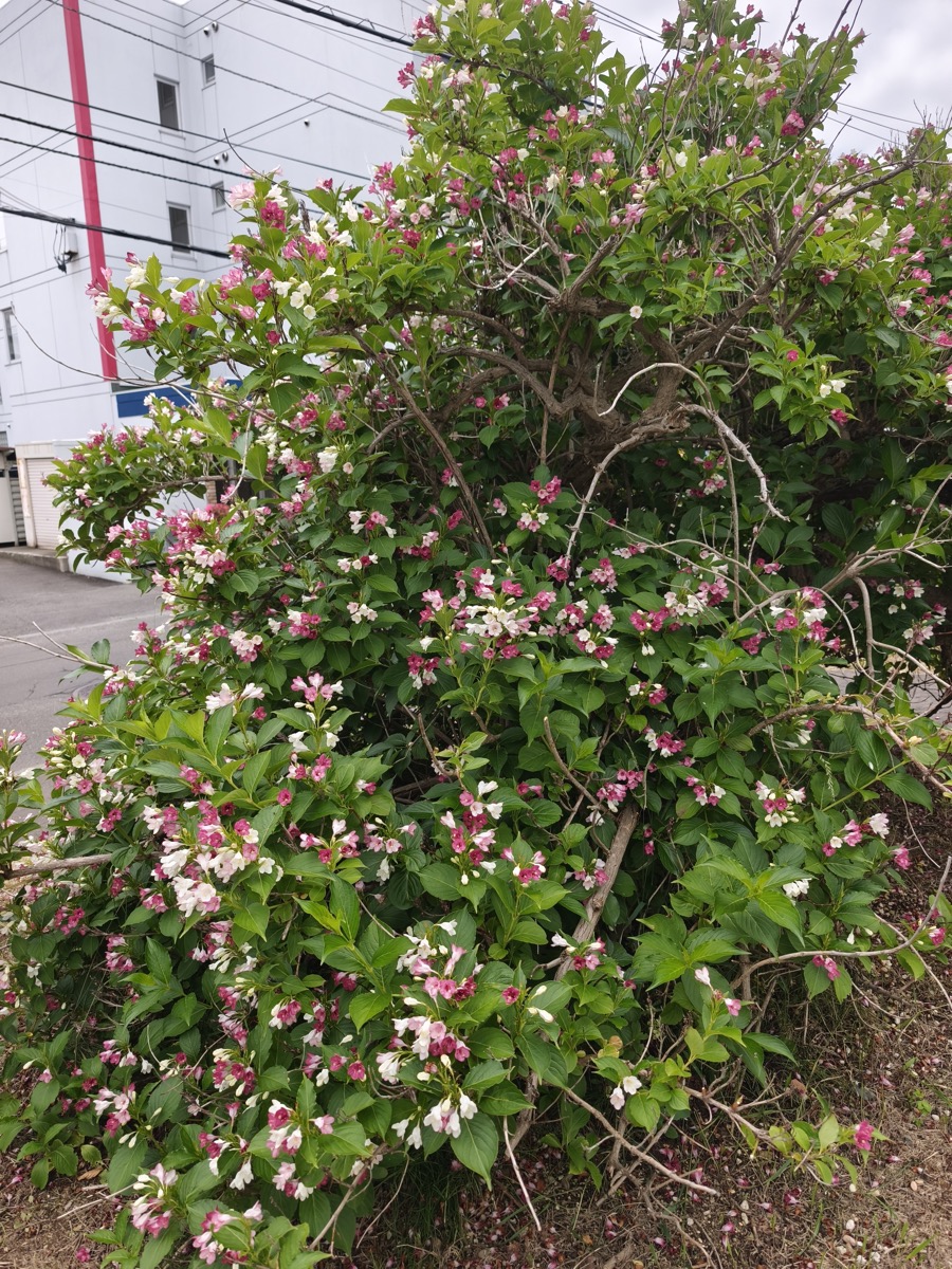 ハコネウツギ
箱根空木