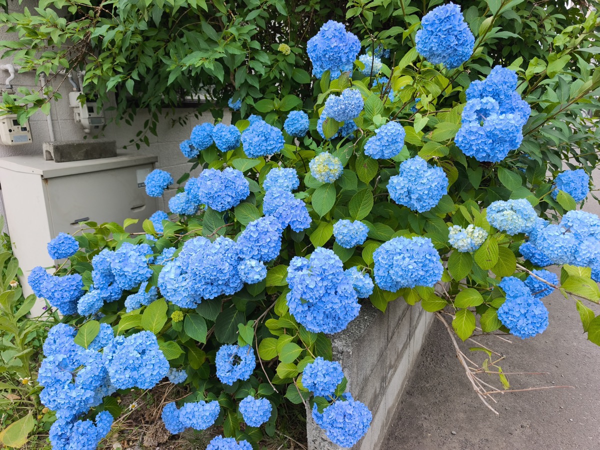 病院のはしご