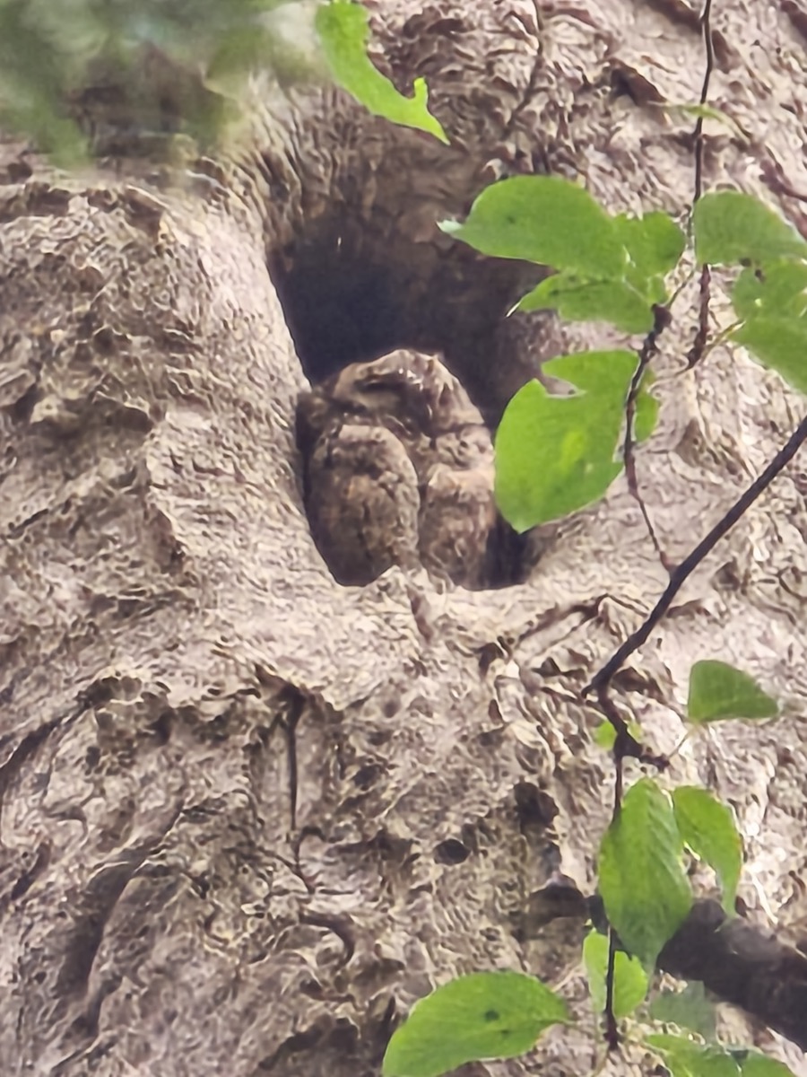 今日も動き回りました/北海道大学植物園/オオコノハズクのヒナ