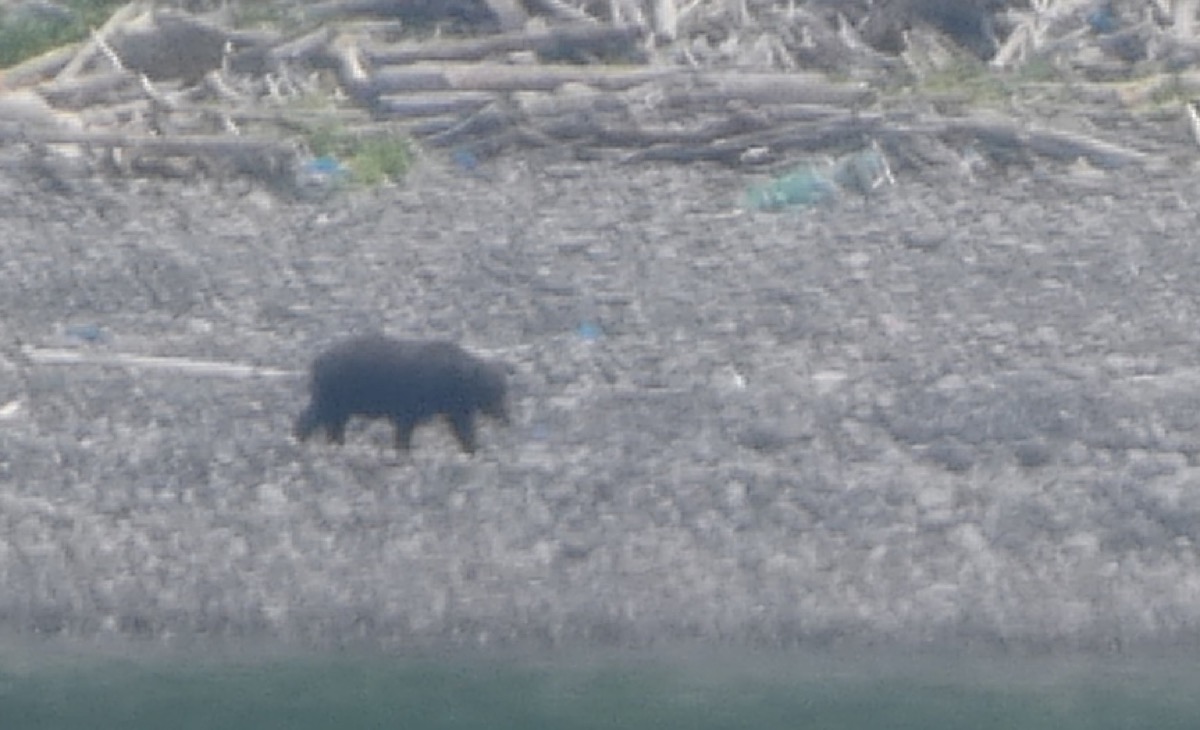 北海道一周研修 12日目 ウトロ→知床クルーズ(熊出た!)→標津