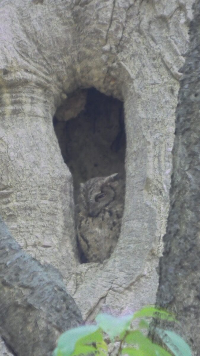 豊平公園
オオコノハズク