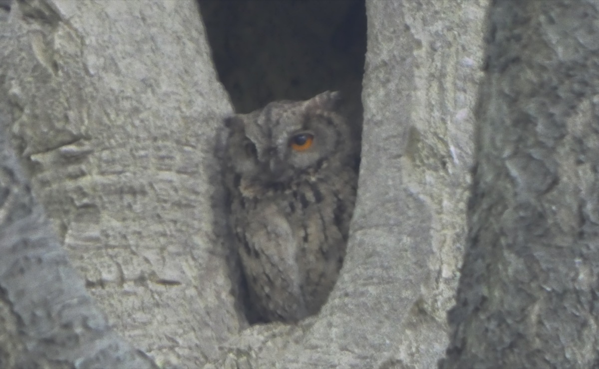オオコノハズク撮影